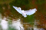 Great Egret landing Riparian Bird Park Gilbert, AZ